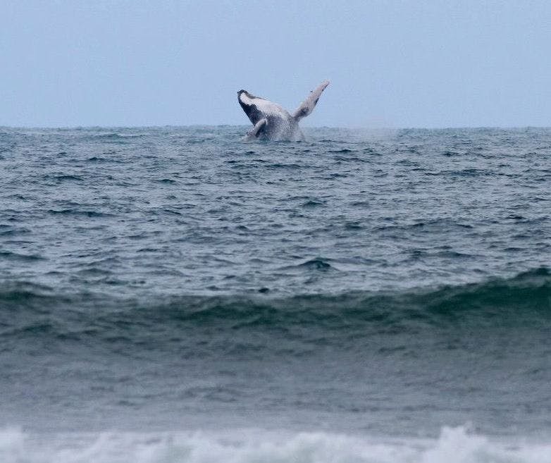 Surf Simply technical surf coaching resort, Guiones, Nosara, Costa Rica