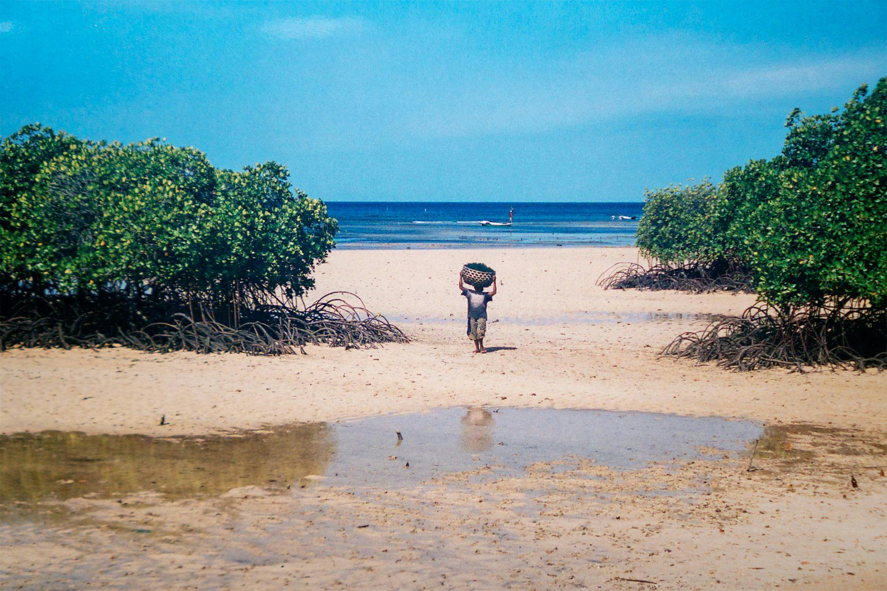 mangroves at low tide