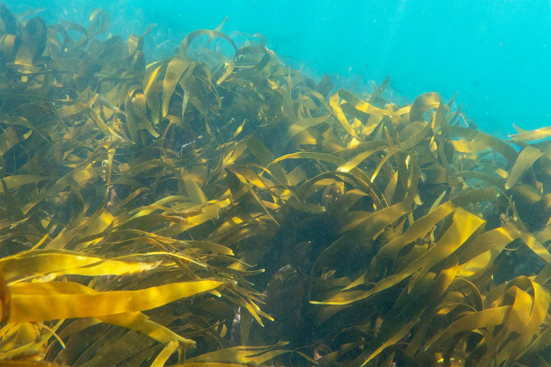 kelp