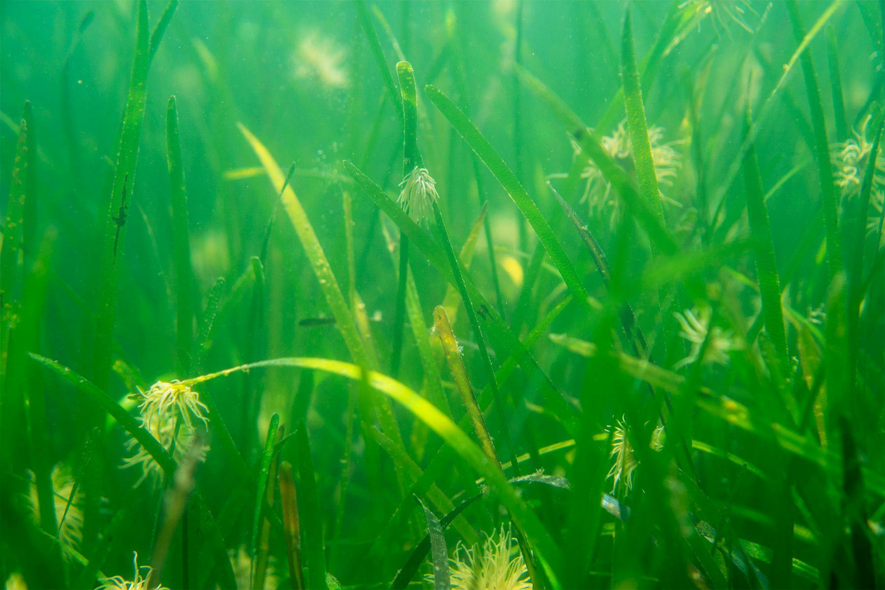 seagrass