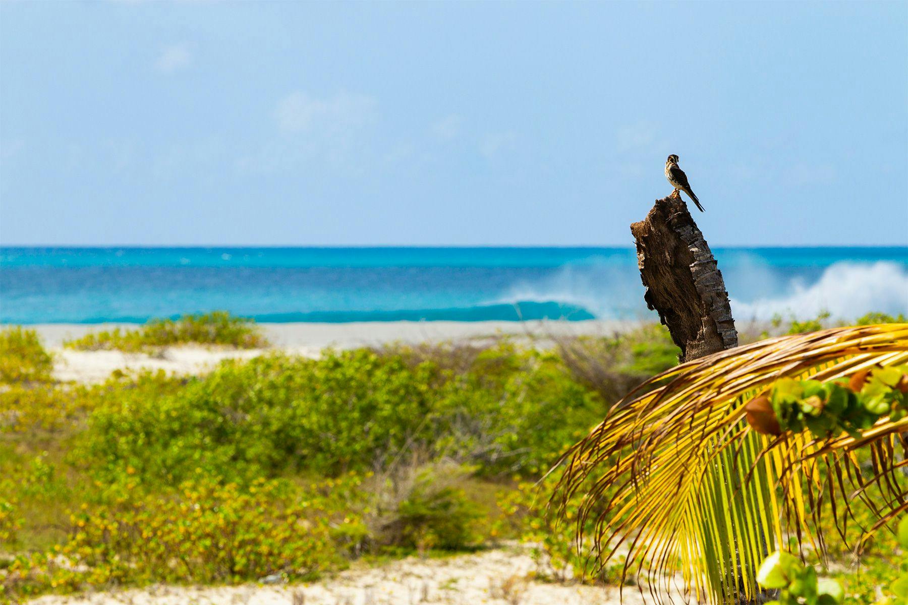 Palmetto Point is part of a RAMSAR designated wetland of international importance because of the habitats and species it supports. Image by Al Mackinnon. 